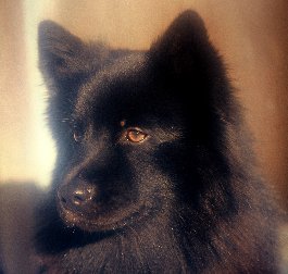 porträtt av Lihkku Svensk Lapphund