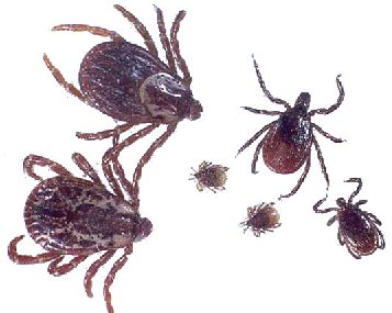 Example of ticks